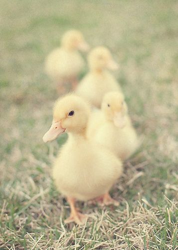 ducklings