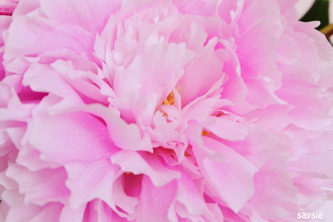 peony