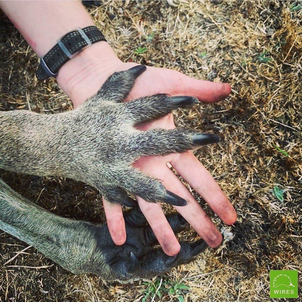 Let's Help Australia